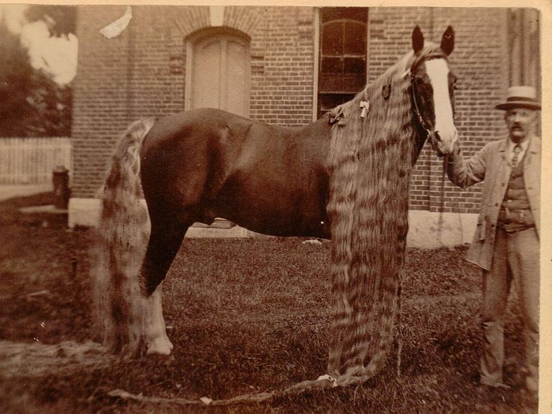 Longest horse mane