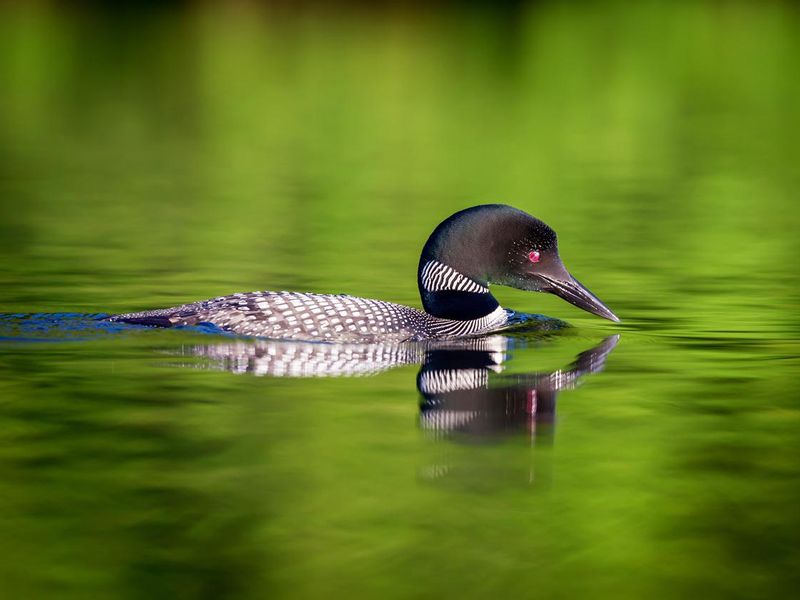 Loon in water