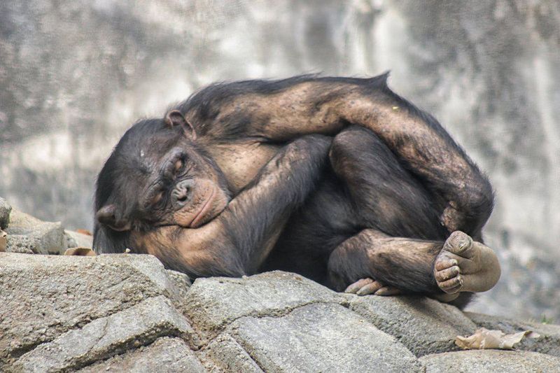 Los Angeles Zoo ape