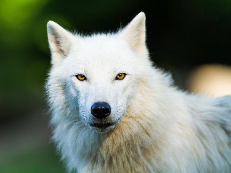 Loup Blanc - White wolf