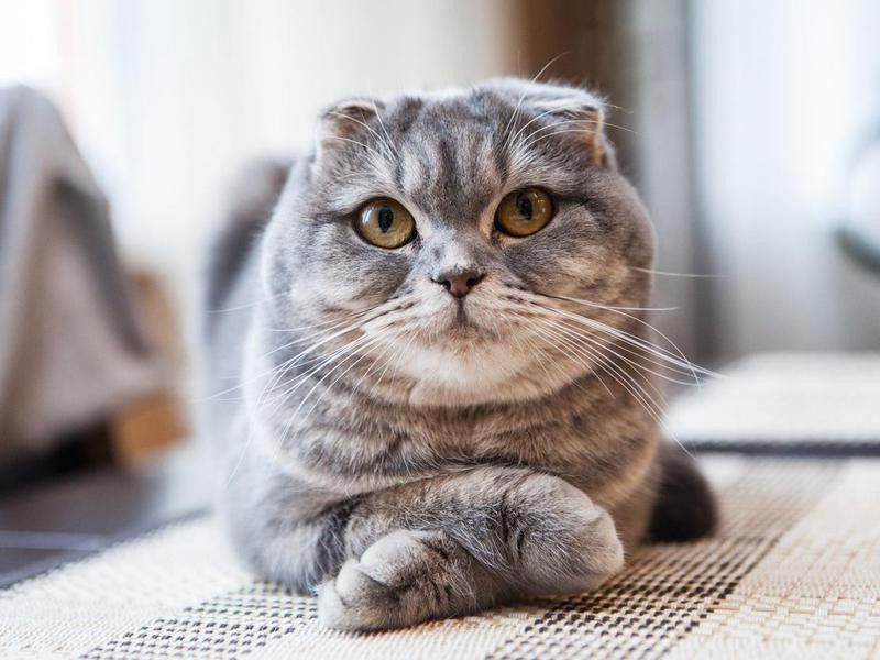 Lovable Scottish Fold Cat