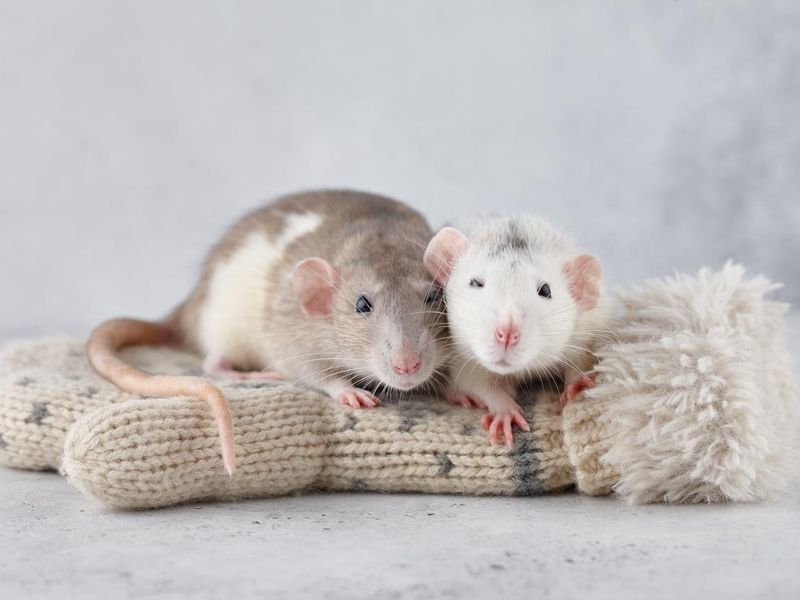 Lovely rat couple on winter mittens