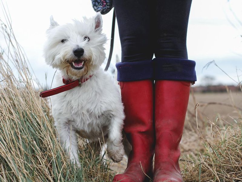 Low angle view of a happy dog with owner in wellies
