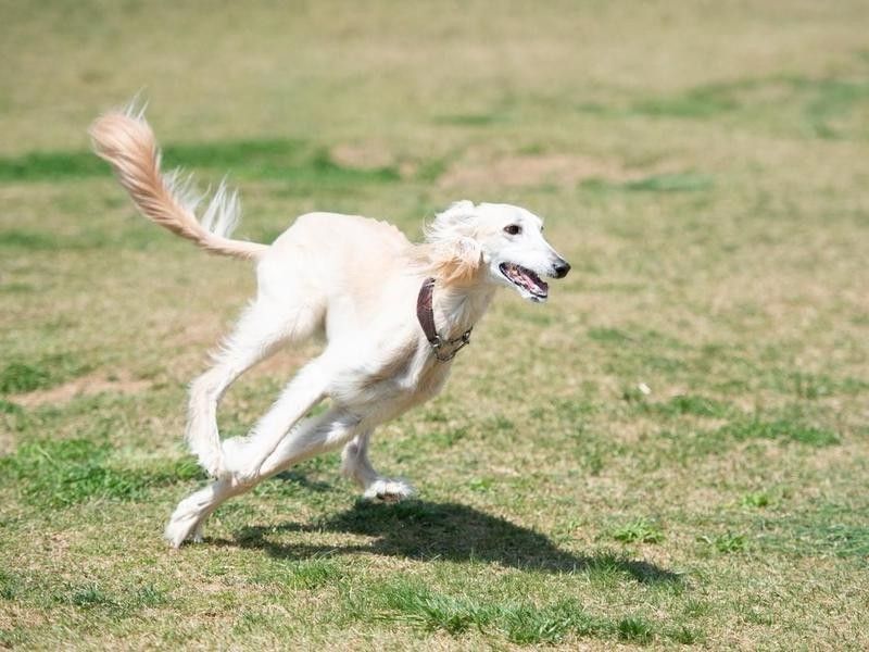 Low-maintenance Saluki dog running