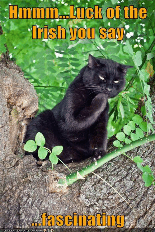 Luck of the Irish black cat meme