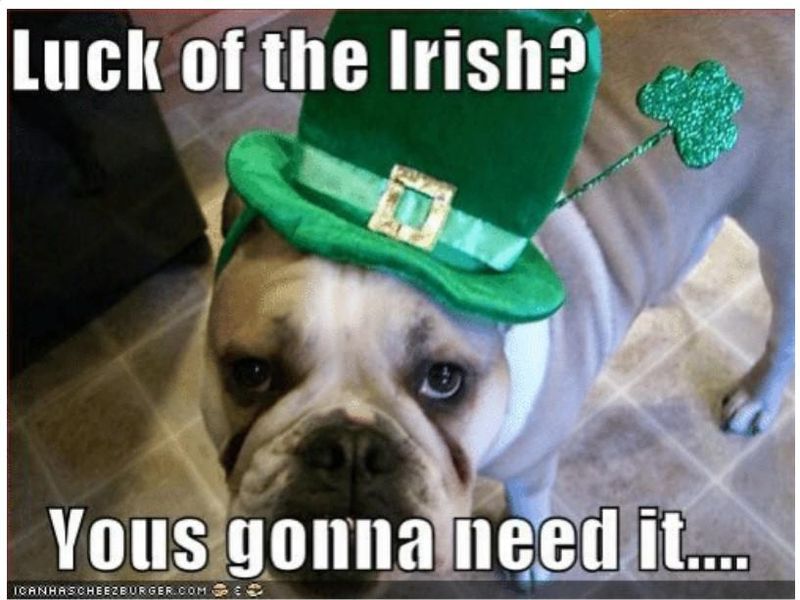 Luck of the Irish dog wearing hat