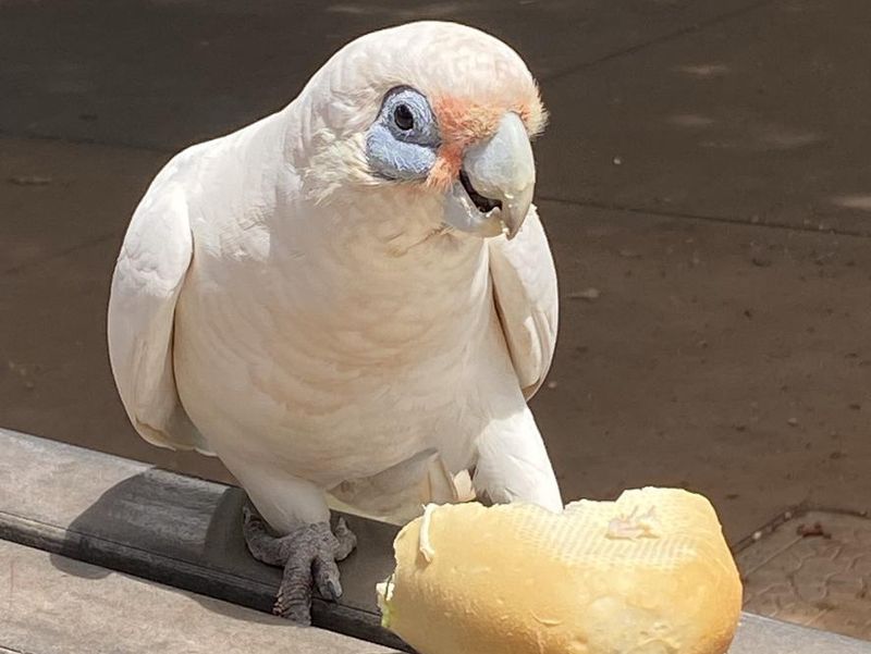 Lunch with a cockatoo