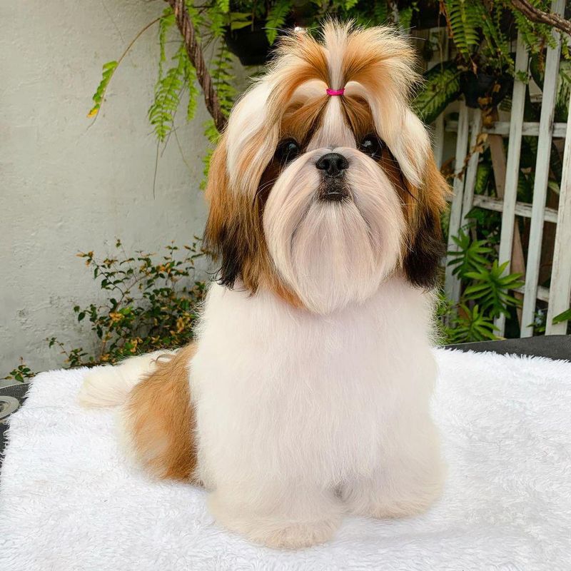 luxurious Puppy Coat