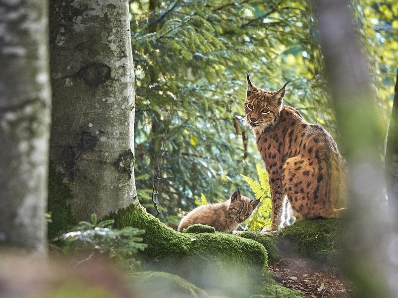 Lynx mother with baby