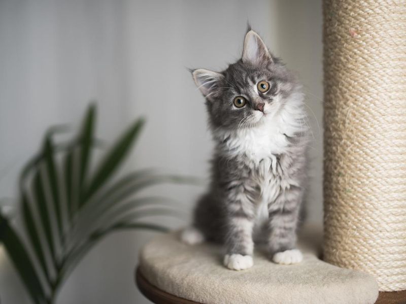 Maine coon kitten on scratching post