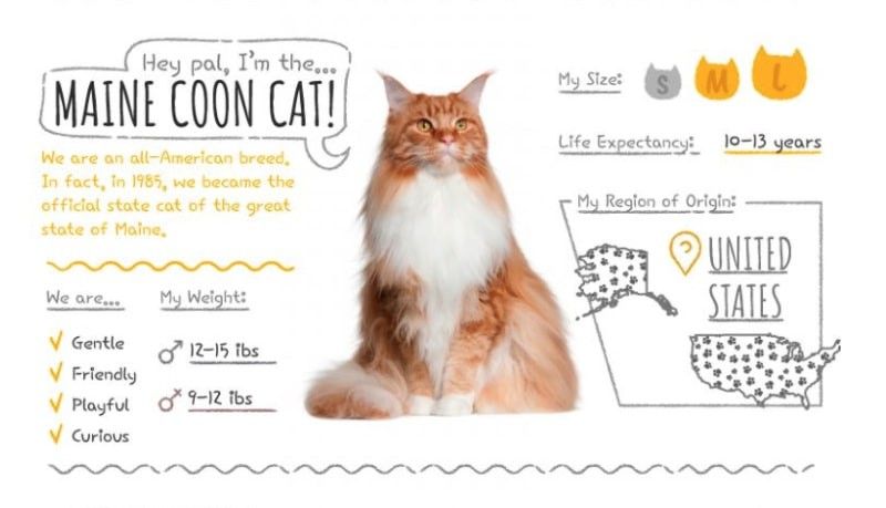 Maine Coon stats