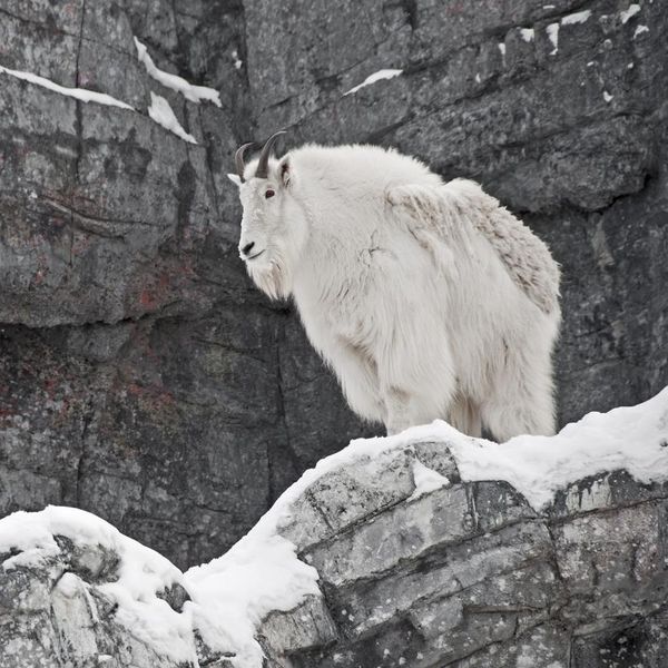 A Rocky Mountain Mountain Goat with winter coat.