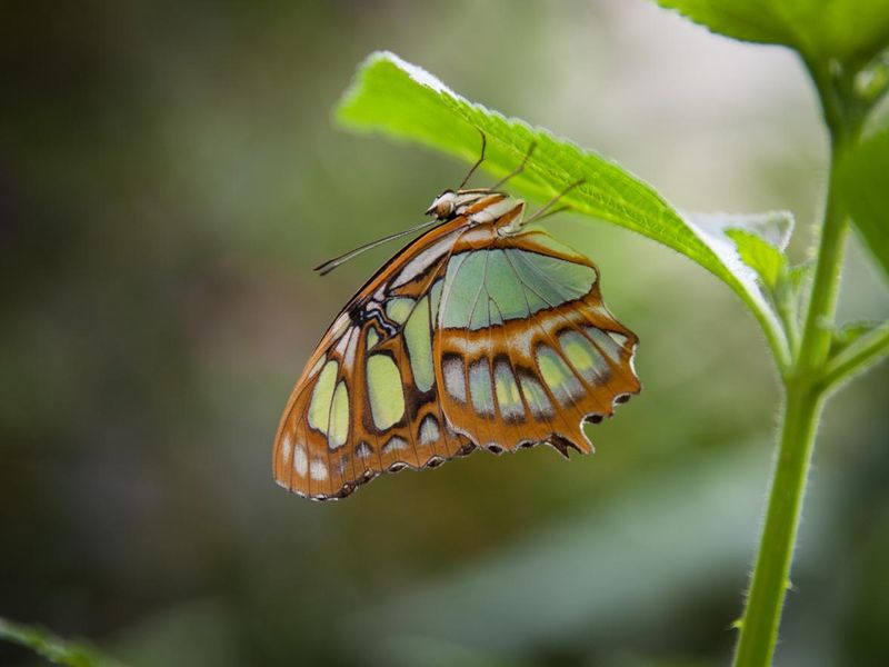 malachite butterflies (Siproeta stelenes)