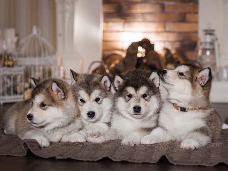 Malamute puppies can be easily trained