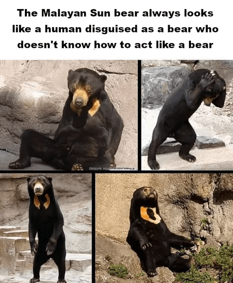Malayan Sun bear animal meme