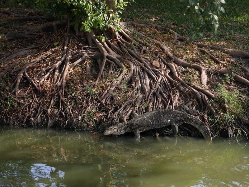 Malayan Water Monitor Lizard