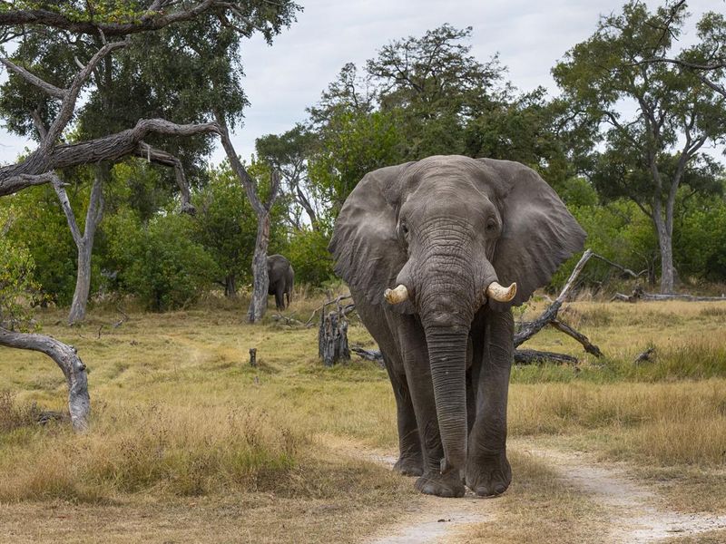 Male African elephant in Okavango Delta, Botswana, Africa
