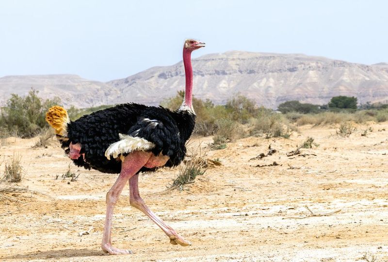 Male African ostrich