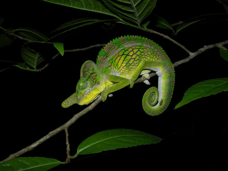 Male Labord's Chameleon
