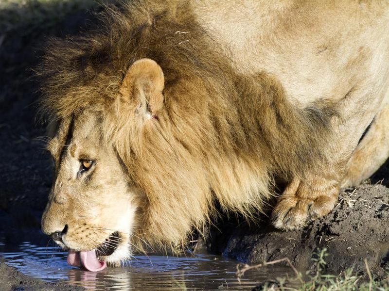 Male Lion drinking