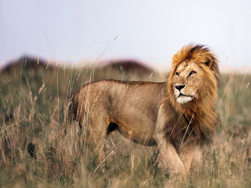 Male lion in Masai Mara national park.