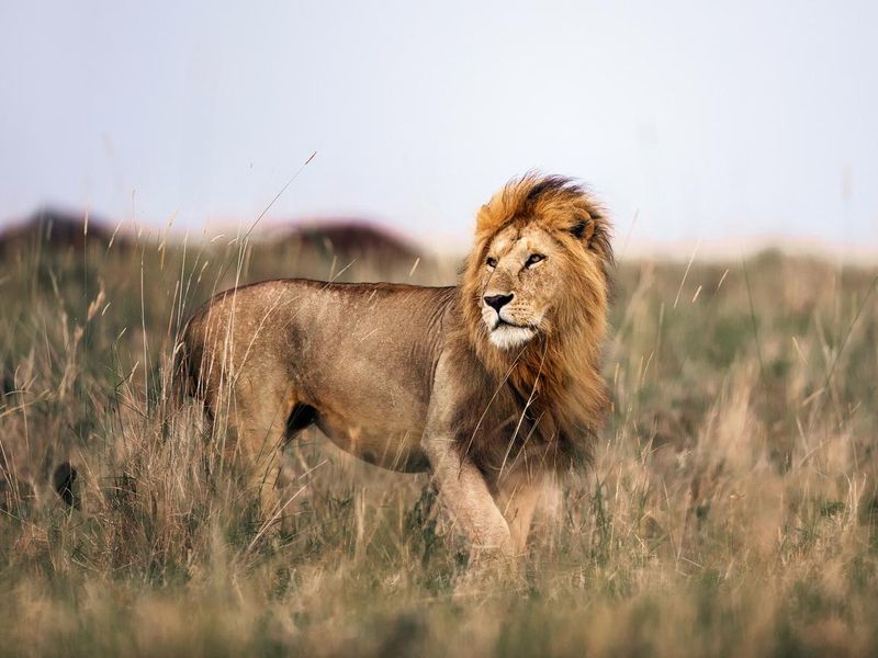 Male lion in Masai Mara national park