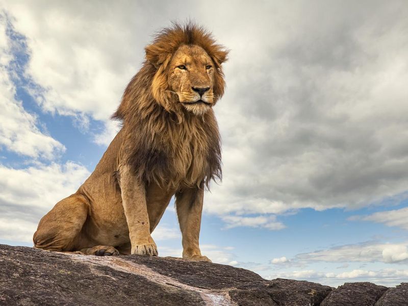 Male lion (panthera leo) resting on a rock