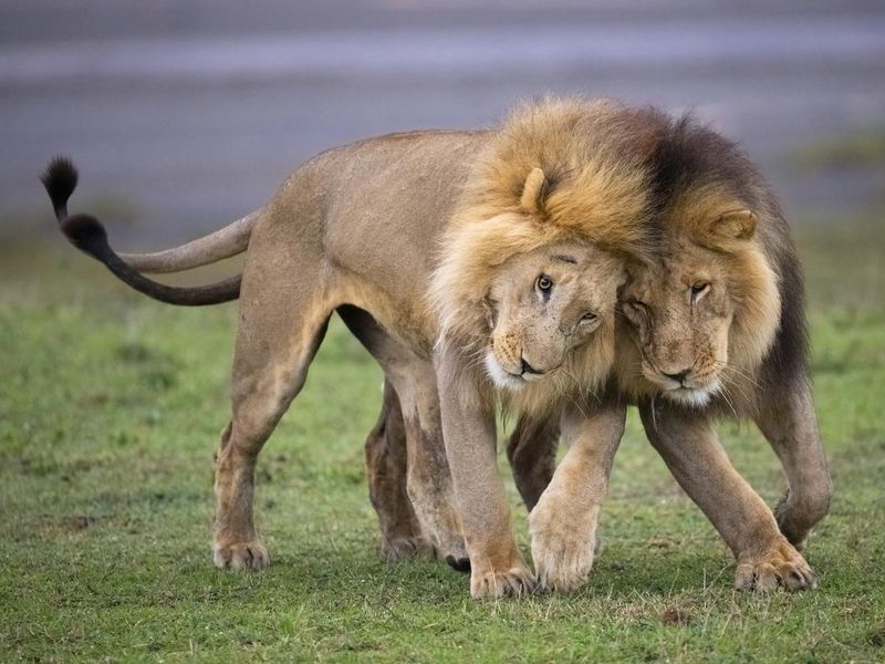Male lions greeting each other