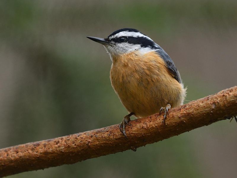 Male red-breasted nuthatch