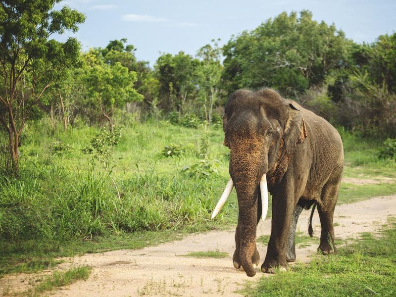 Male Sri Lankan elephant in the wild
