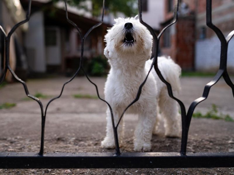 Maltese dog barking trough gate