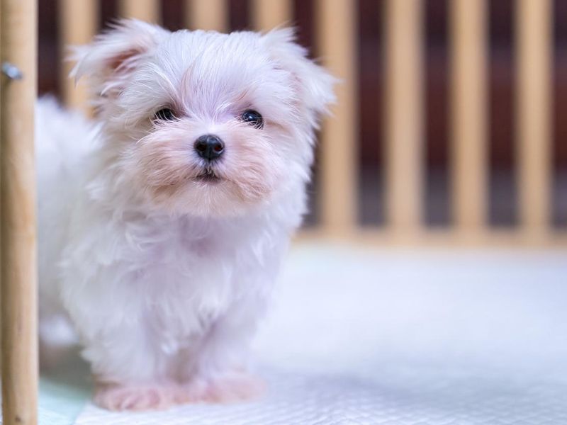Maltese puppy looking at the camera in a headshot.