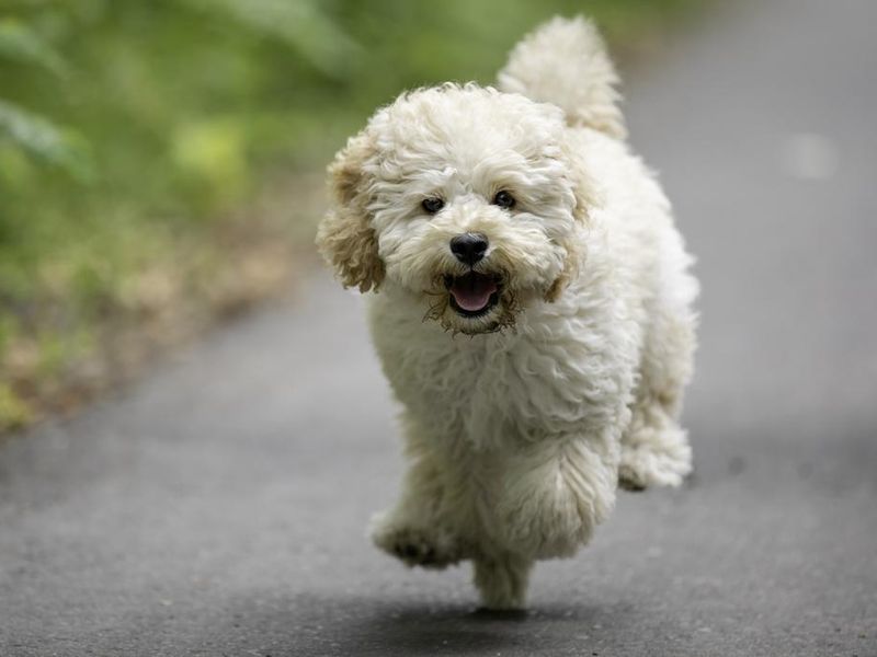 Maltipoo poodle mix running