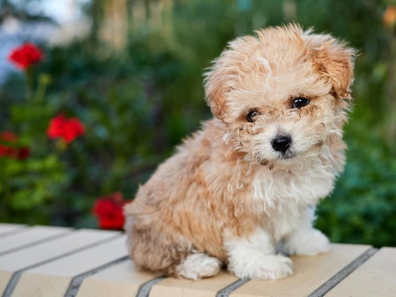 Maltipoo puppy sits on a brick fence in the garden against a background of greenery. Close-up, selective focus