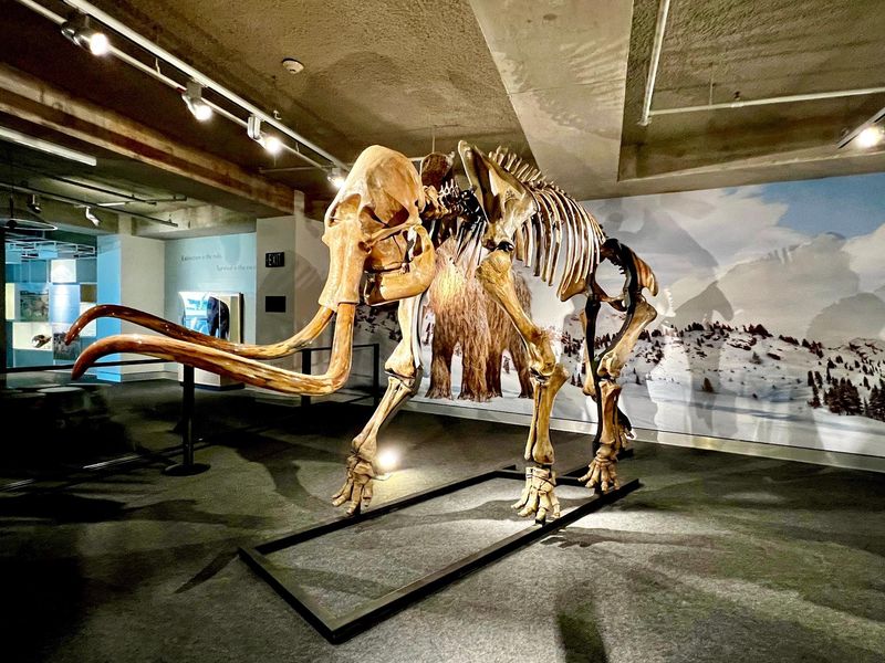Mammoth fossil at the Frost Museum