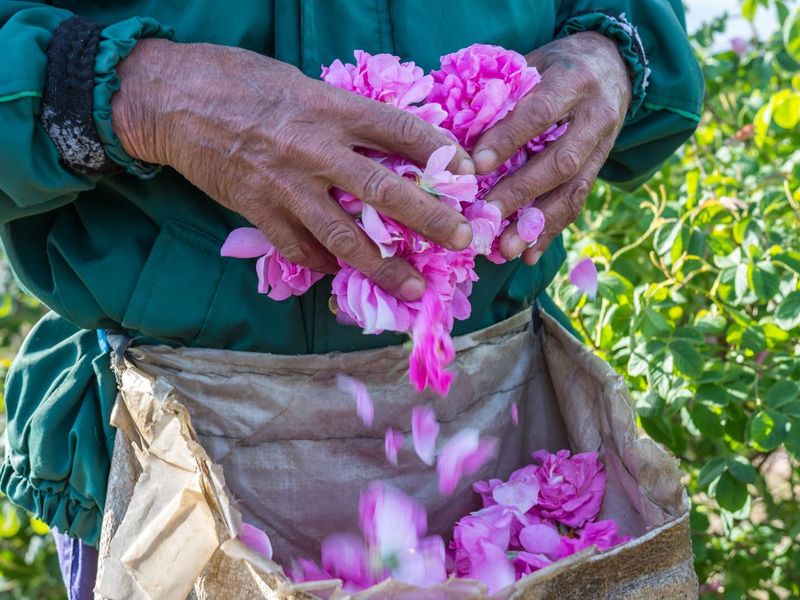 Man and picked by him fresh pink roses (Rosa damascena, Damask rose) for perfumes and rose oil in garden on a bush during spring.