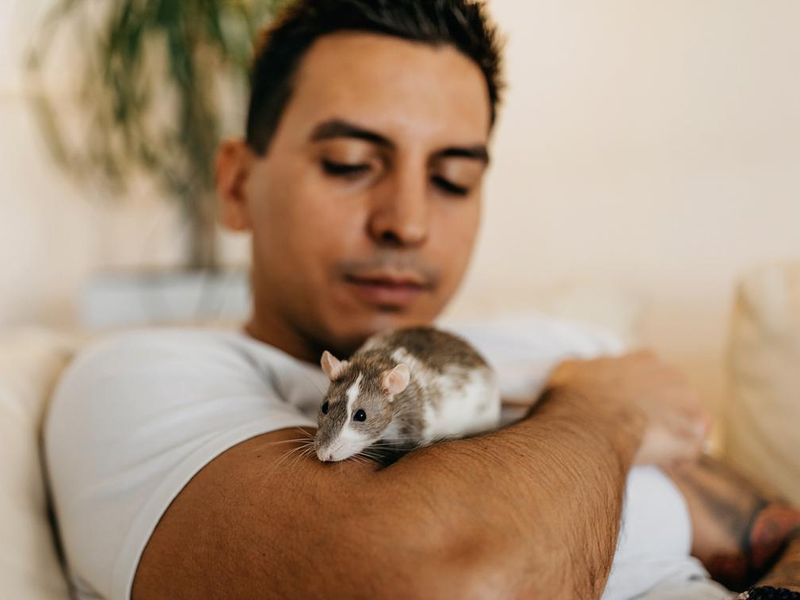 Man at home with pet rat