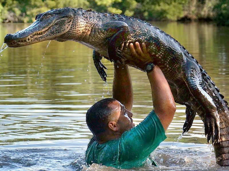 Man dancing with alligator