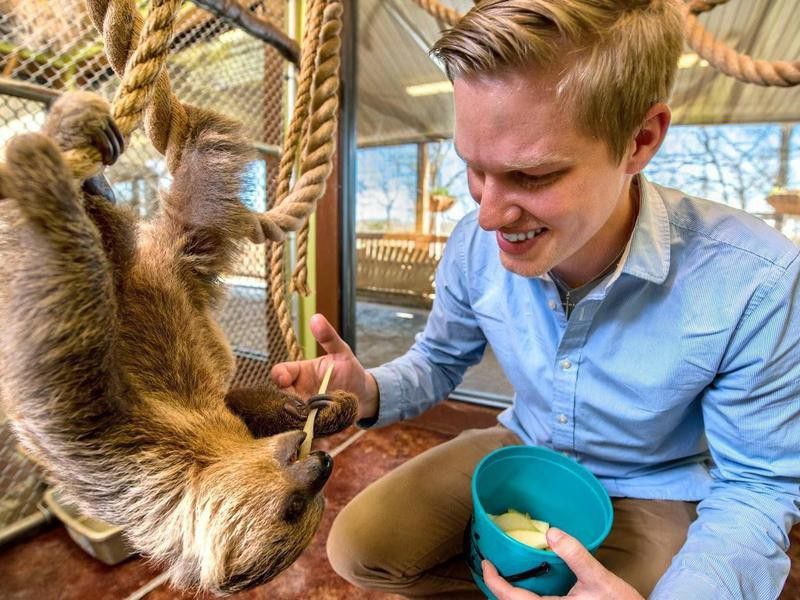 Man feeding sloth