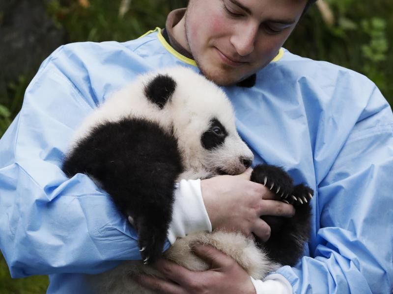 Man holding cute baby panda