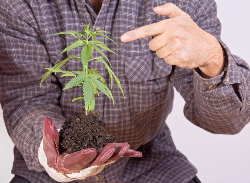 Man holding marijuana plant