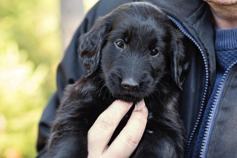 Man holding purebred flat-coated retriever puppy