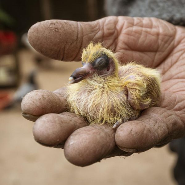 15 Fun Facts About Baby Pigeons