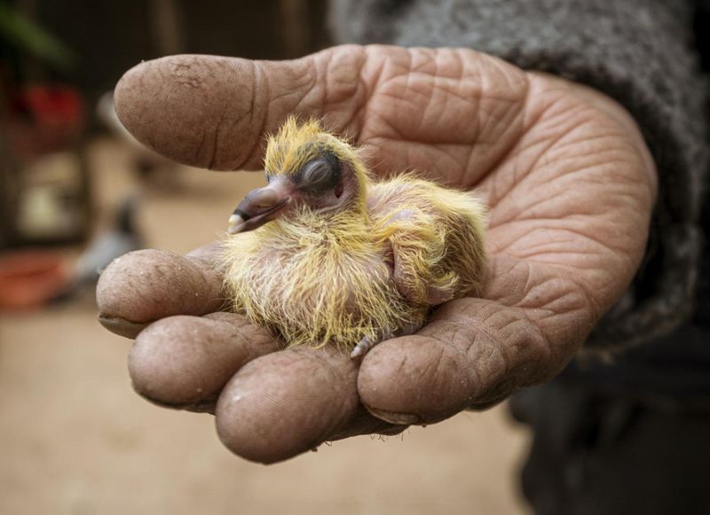 Man holds baby pigeon in his hand