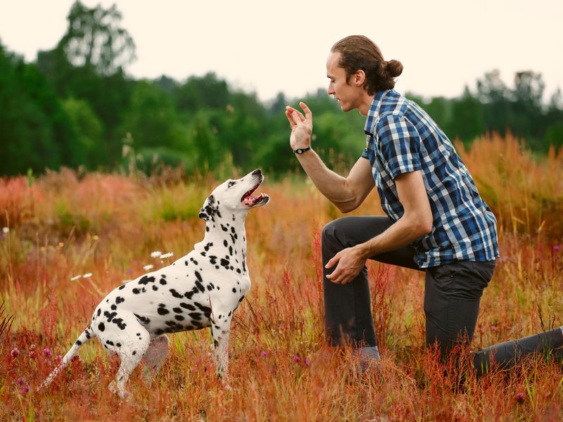 Man training Dalmatian dog in grass on meadow.