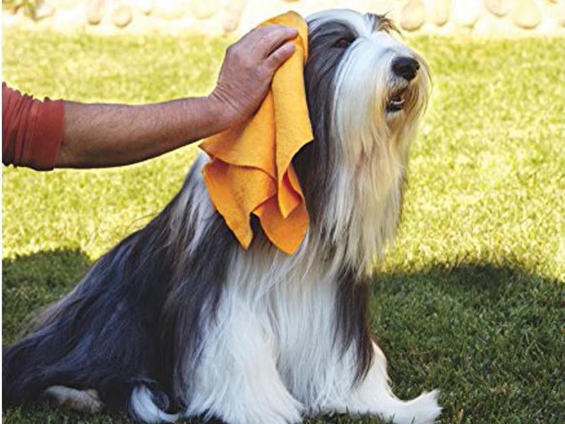 Man using Shamwow towel on a dog