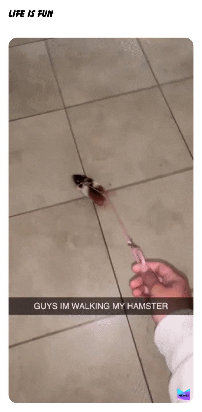 Man walking a hamster on a leash