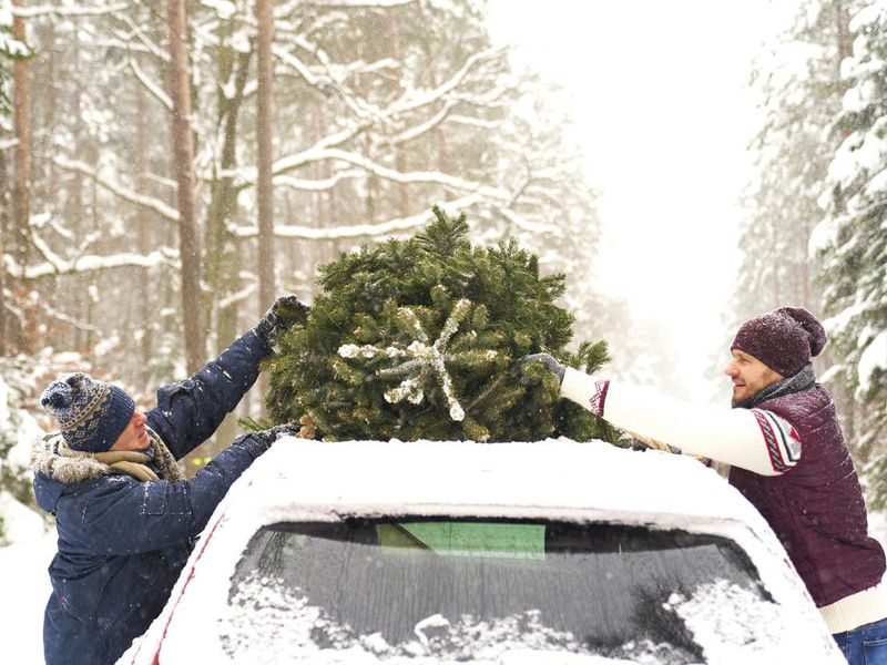 Man with senior father packing Christmas tree on car