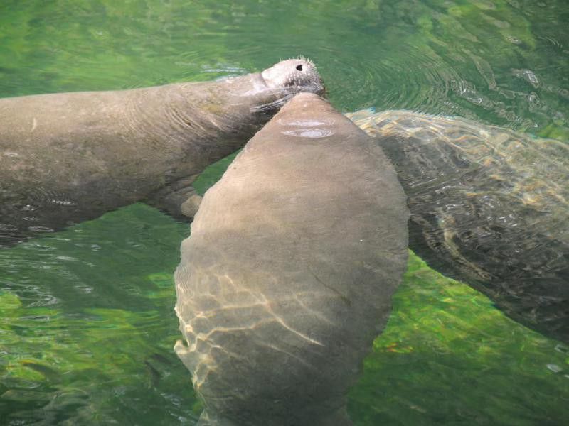 Manatees at Blue Springs State Park