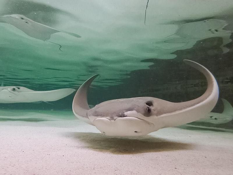 Manta rays in tank